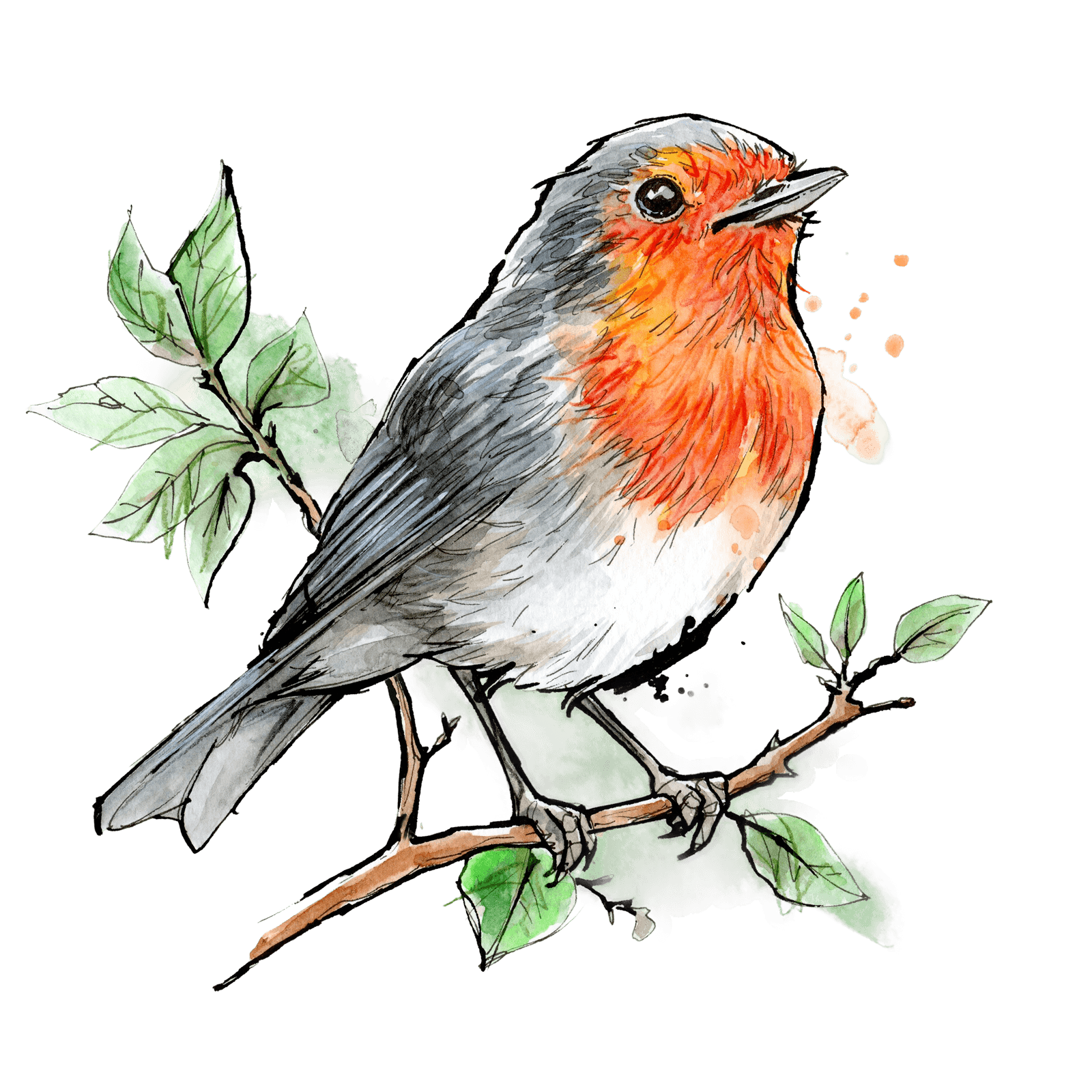 Sitting robin