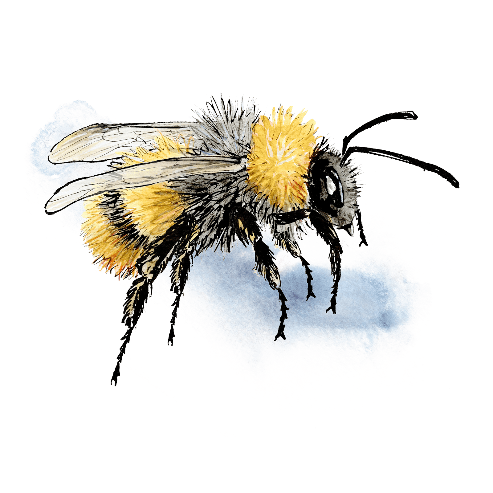 Flying bumblebee